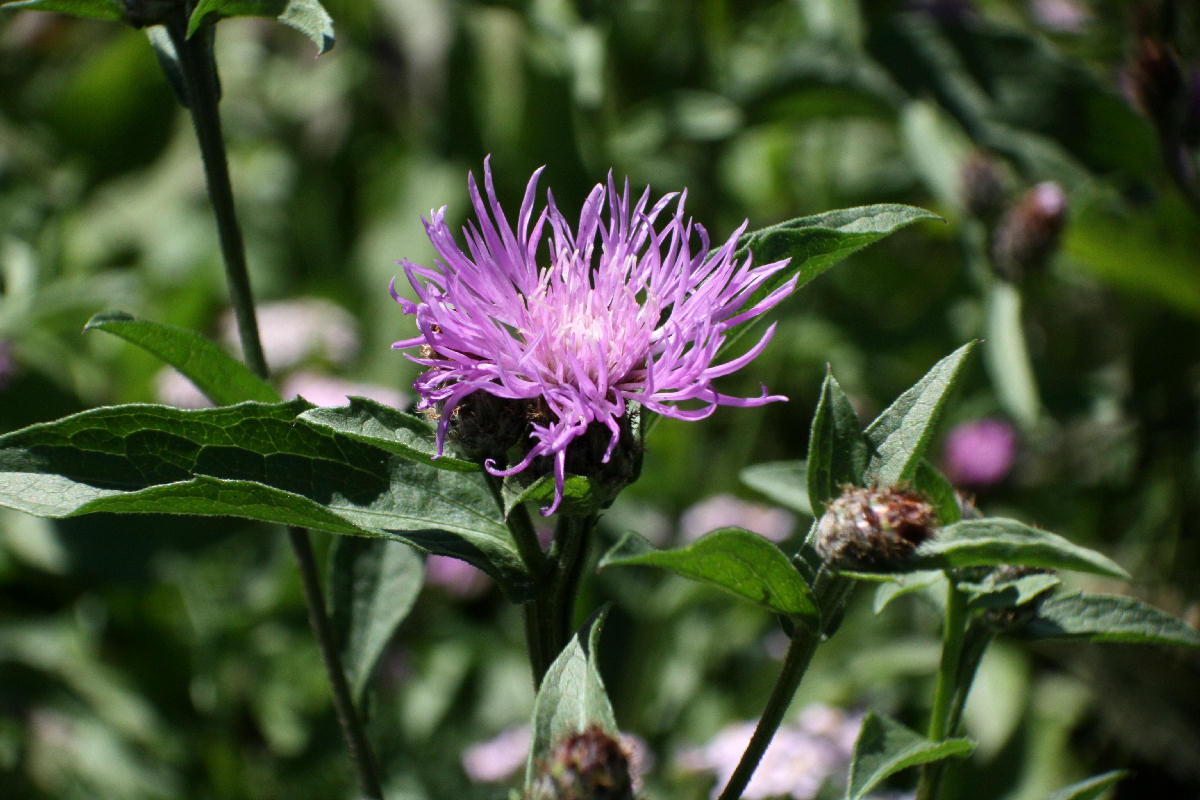 Centaurea nigrescens